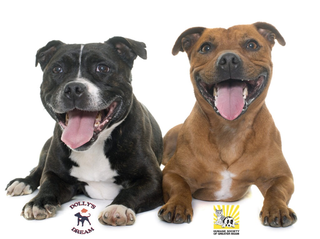 stafforshire bull terriers in front of white background