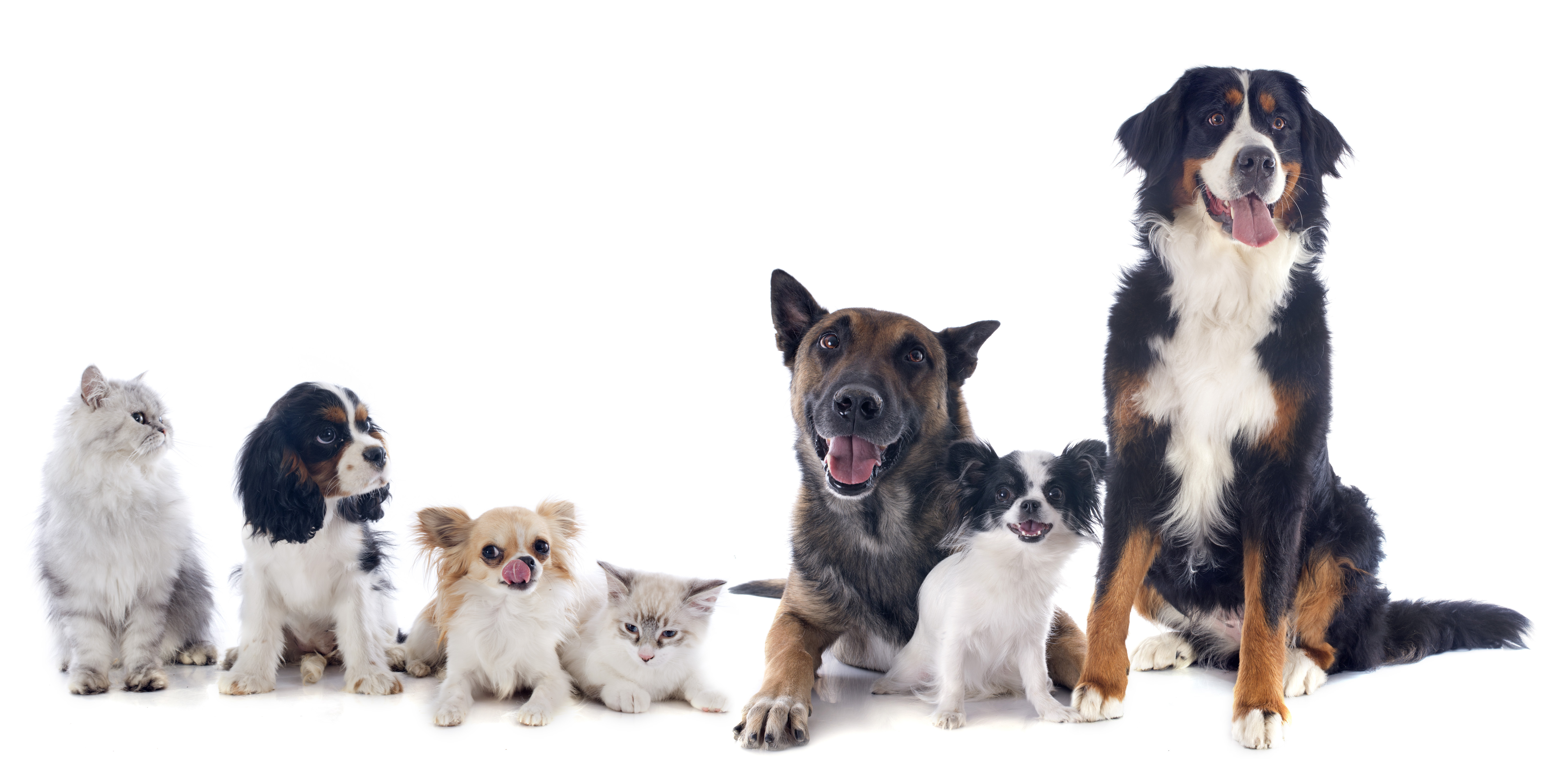 Low-Cost Spay and Neuter | Humane Society of Miami