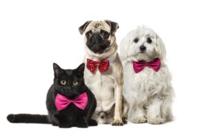 Mixed-breed cat, Pug in red bow tie sitting, Maltese dog, in fro