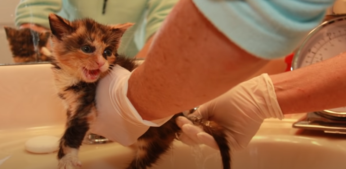 How to Bathe a Kitten