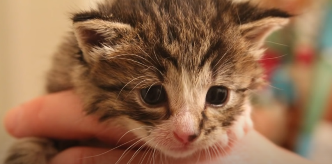 How to Stimulate a Kitten to Urinate and Defecate