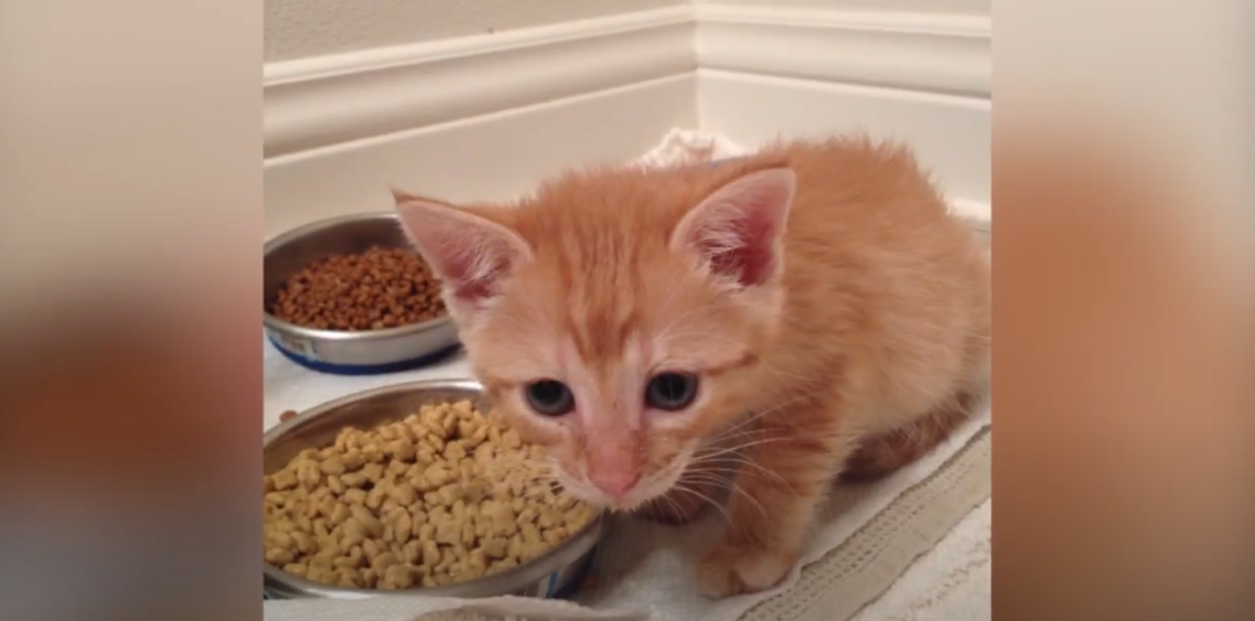 How to Wean Kittens onto Solid Foods
