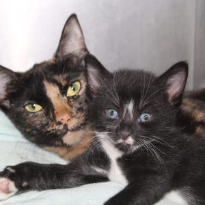 Kitten Yoga Girl Scouts