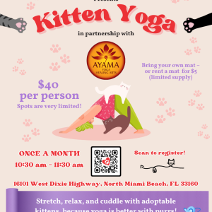 Kitten Yoga